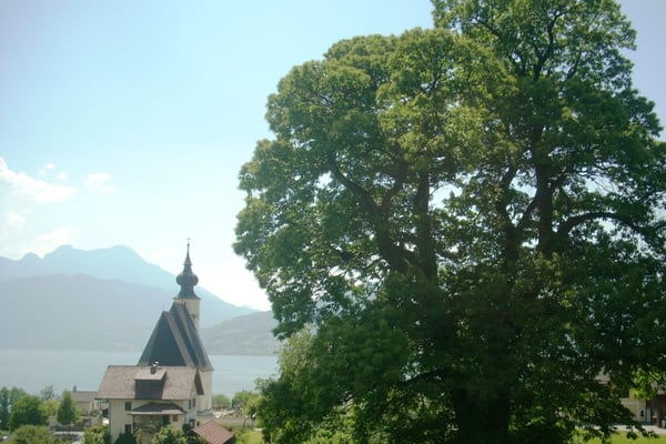 Glücksplatz Edelkastanie