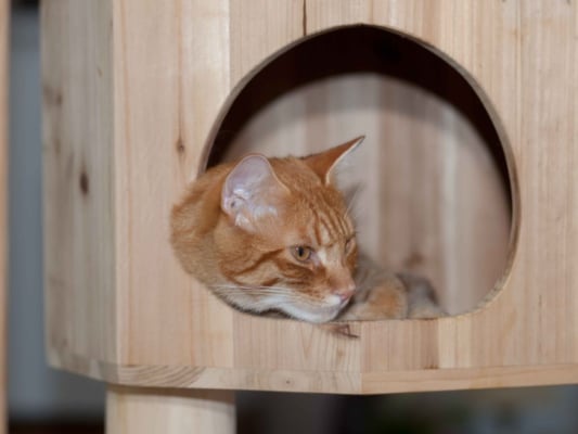 Katzenhotel, Katzenpension, Katzenheim Roland Röhlisberger