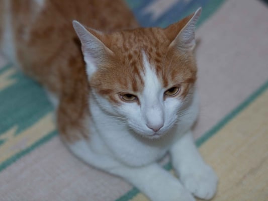 Katzenhotel, Katzenpension, Katzenheim Roland Röhlisberger