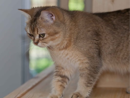 Katzenhotel, Katzenpension, Katzenheim Roland Röhlisberger