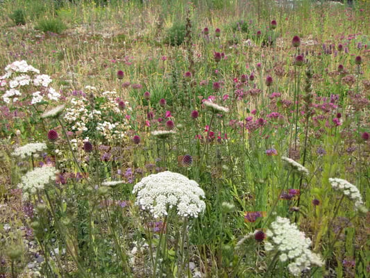 Trockenrasen-Vegetation (Foto: B. Helbig LBV-Bildarchiv)