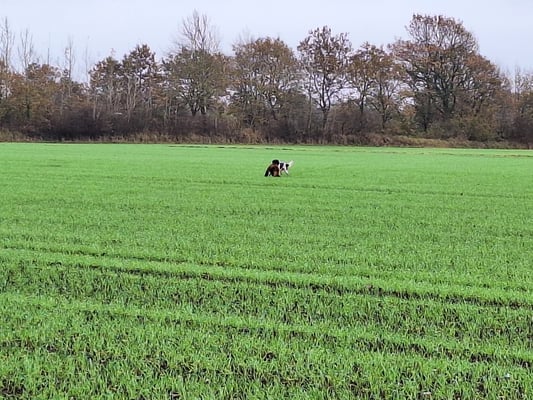 Verlorenbringernachweis am Fuchs