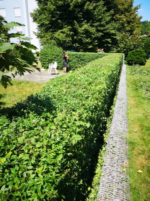 Büsche zurechtschneiden