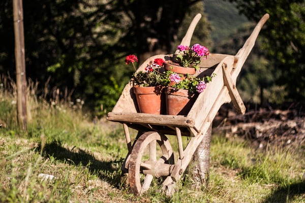 flore du parc national des cévennes haut de gamme