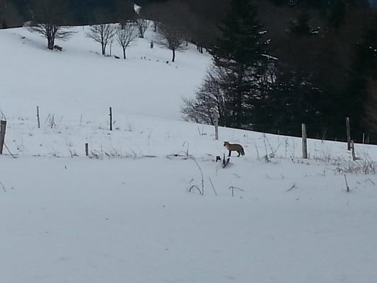 L'hiver à Cros de Géorand (Céline)