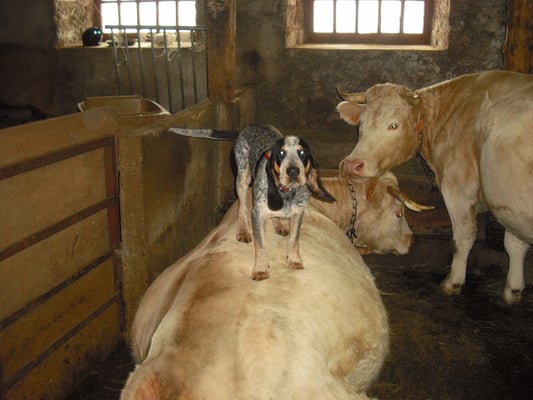 L'hiver à Cros de Géorand (Bernard)