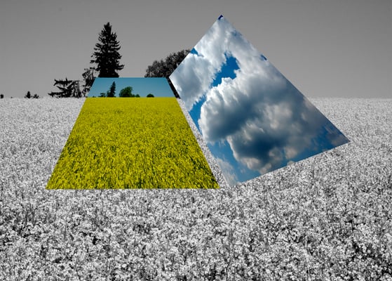 RAPSFELD...IN GELB ZU TRÄUMEN