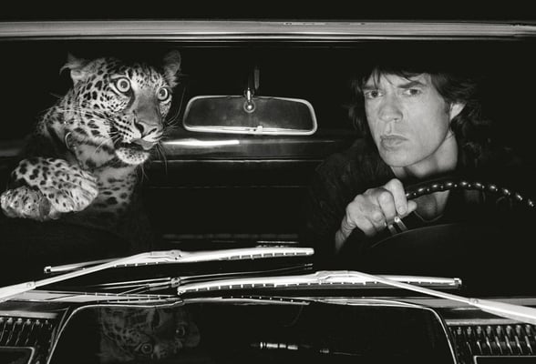 Albert Watson, Mick Jagger with Leopard in Car, Print Archival Pigment Print, 107×142 cm 