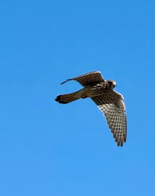 über uns kreist ein Habicht  