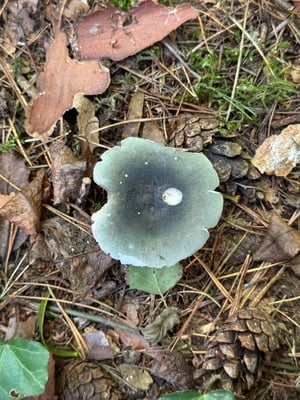 Grünblaue Träuschling 