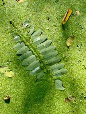Blatt auf Wasserlinsen