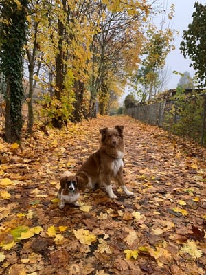 Sunset Dackel Delta-Yuma mit bester Freundin Willow
