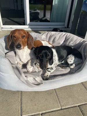 Sunset Dackel Elliot-Emerald mit seinem besten Freund Sunset Dackel Clifford