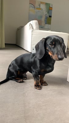 Sunset Dackel Churchill-Alfonso mit wunderschön glänzendem Fell