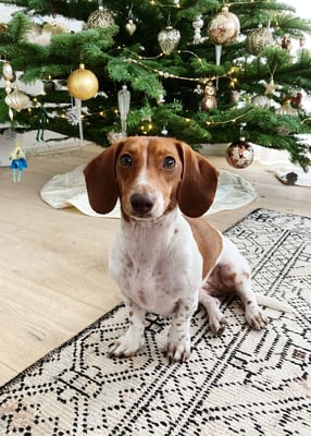 Sunset Dackel Eclair-Lilah unter dem Christbaum