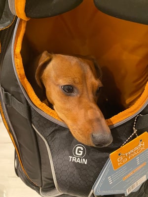 Sunset Dackel Fridolin im Wanderrucksack