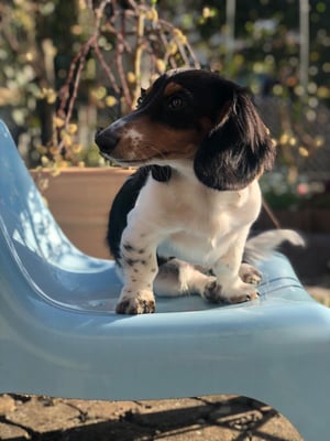 Sunset Dackel Alou auf dem Liegestuhl