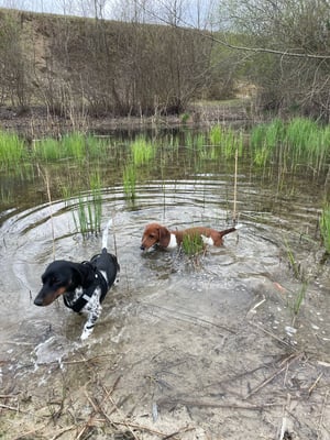 Sunset Dackel Clifford mit Sunset Dackel Elliot-Emerald am Baden