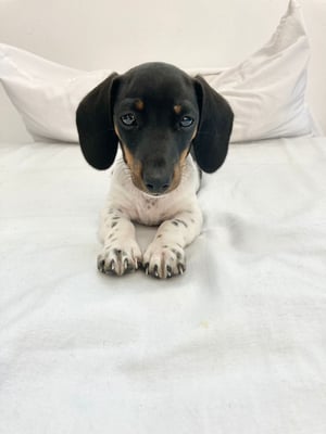 Sunset Dackel Cayenne-Beurre