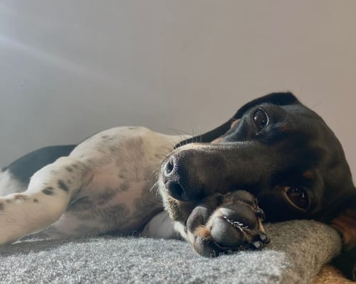 Sunset Dackel Cayenne-Beurre am Pfüsele