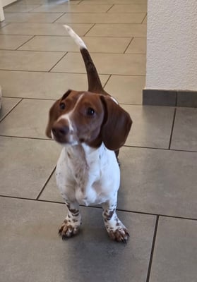 Sunset Dackel Finocchietto-Vito ganz aufmerksam