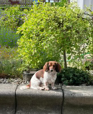 Sunset dackel Bean am Goldfischweiher