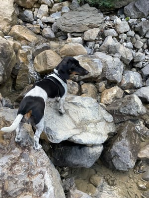 Sunset Dackel Cayenne-Beurre am Wasser