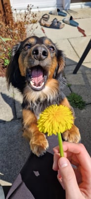 Sunset Dackel Dumbledore-Curtis in Osterlaune