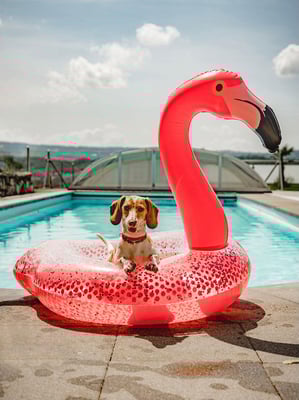 Sunset Dackel Elle-Lucky am Pool