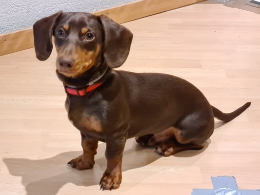 Sunset Dackel Findus-Picasso am Warten