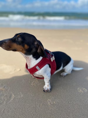 Sunset Dackel Aberdeen am Strand