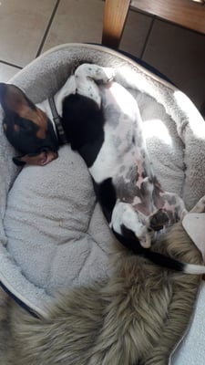 Sunset Dackel Amon-Ami am Kuscheln