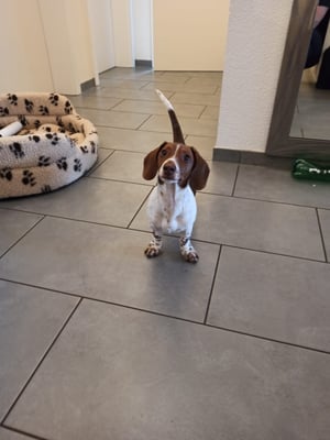 Sunset Dackel Finocchietto ganz aufmerksam