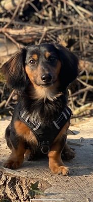 Sunset Dackel Dumbledore-Curtis