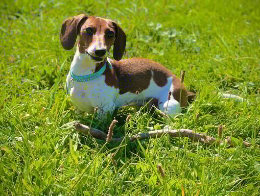 Sunset Dackel Evita-Aloha im Grünen