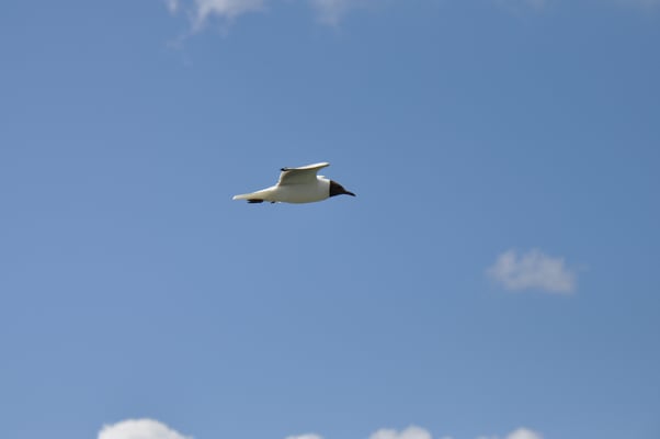 Fahrt auf dem Masurischen See Mazurski Park Krakjobrazobi