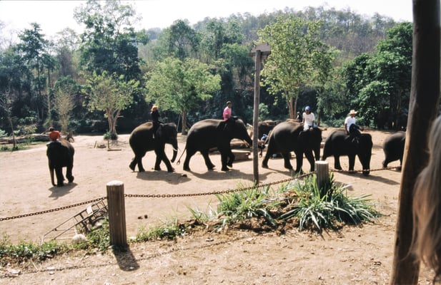 Thailand, Elefantencamp