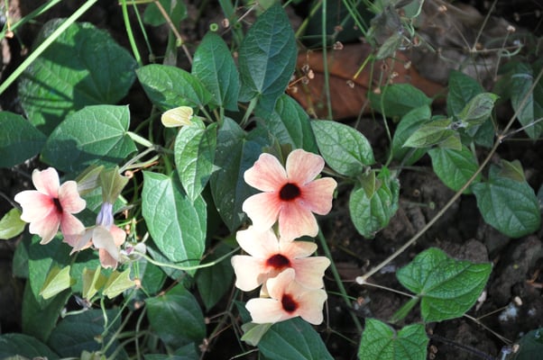 Madeira, Funchal, Botanischer Garten