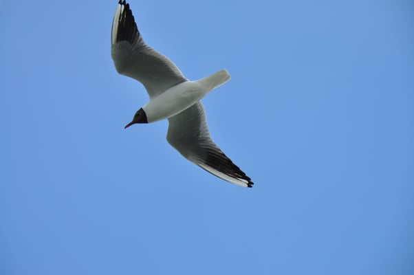 Fahrt auf dem Masurischen See Mazurski Park Krakjobrazobi