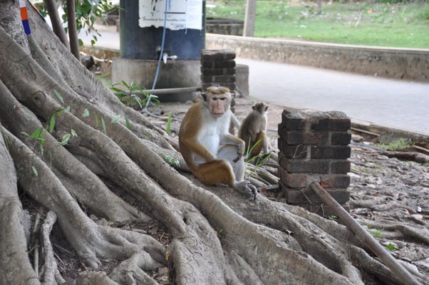 Sri Lanka, Kinniya, Besuch der heißen Quellen