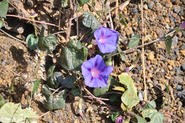 Kap Verden, Insel Fogo, Cha das Caldeiras, Pico Grande