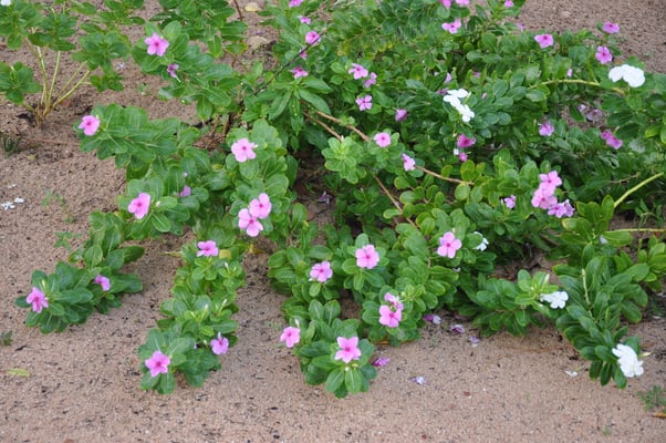 Sri Lanka, Trincomalee, Pigeon Island Resort, am Strand und Abendbuffet