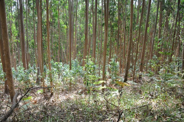 Madeira, Wanderung Levada do Furado