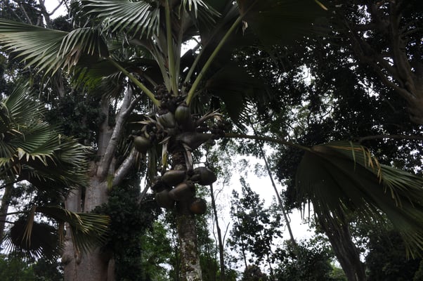 Sri Lanka, Kandy, Royal Botanic Gardens