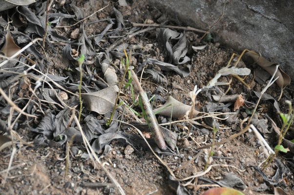 Kap Verden, Insel Santiago, Assomada, Aussichtsplattform, Gottesanbeterin