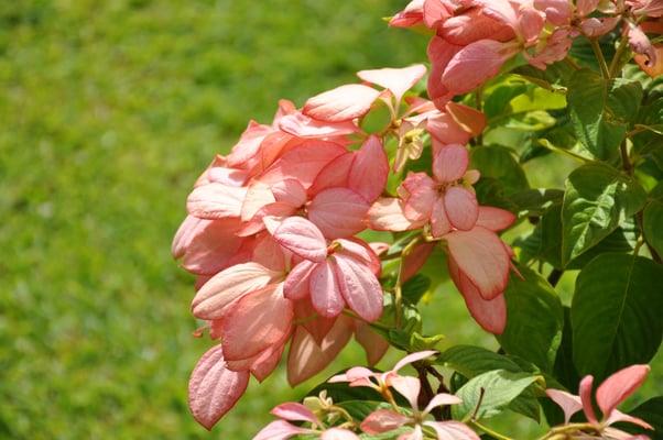 Madeira, Funchal, Villa Quitas das Cruzas, Jardins do Lago