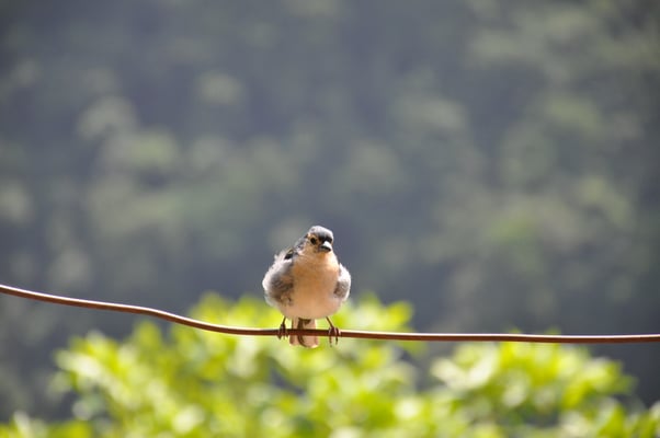 Madeira, Wanderung Levada da Reibeira da Janela