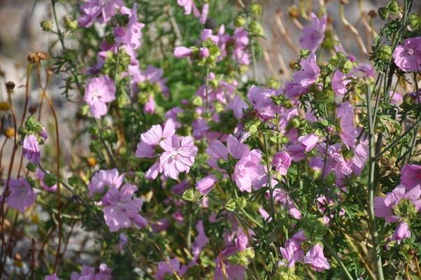 Schweden, Gränna, Campingplatz