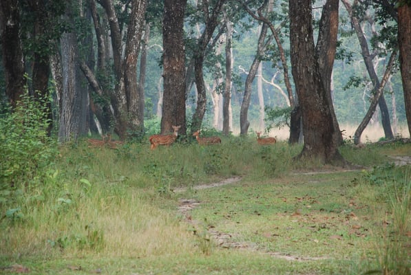 Nepal, Chitwan Nationalpark, Panzernashörner