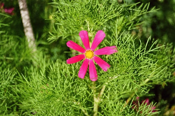 Garni, römisch-hellenistischer Tempel, Blumen 